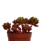 Small Succulents | Branded Coffee Mug With Plants Small Succulents | Branded Coffee Mug With Plants